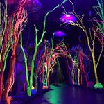 Meow Wolf