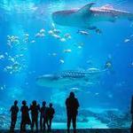 Georgia Aquarium