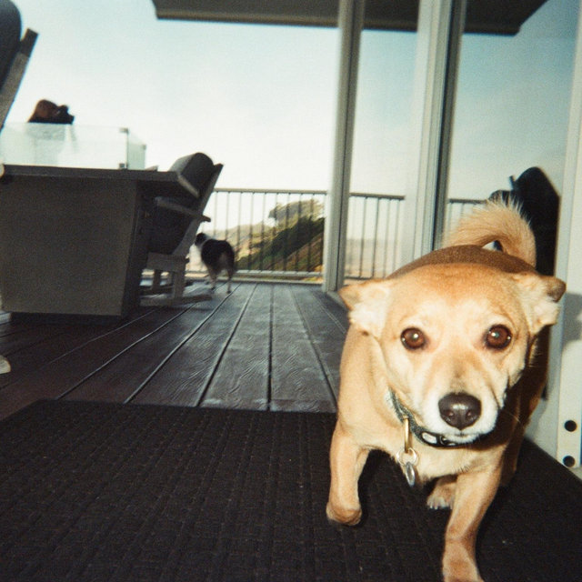 Pet hotel for mom & dad’s honeymoon