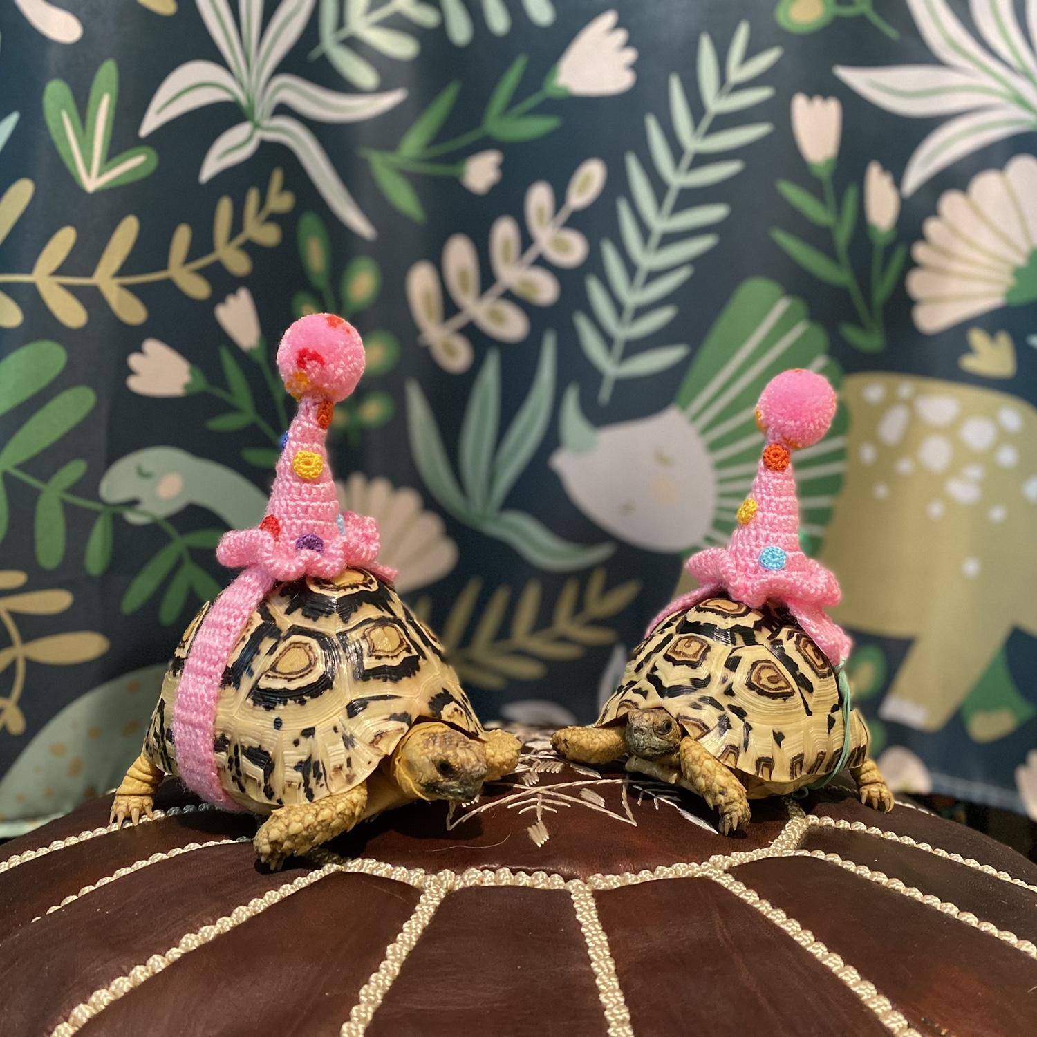 Frog & Toad turn 2!