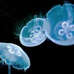 Mote Marine Laboratory & Aquarium