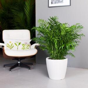 Bella Palm Classico 14"