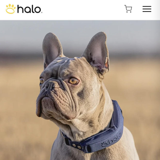 Halo Collar 5