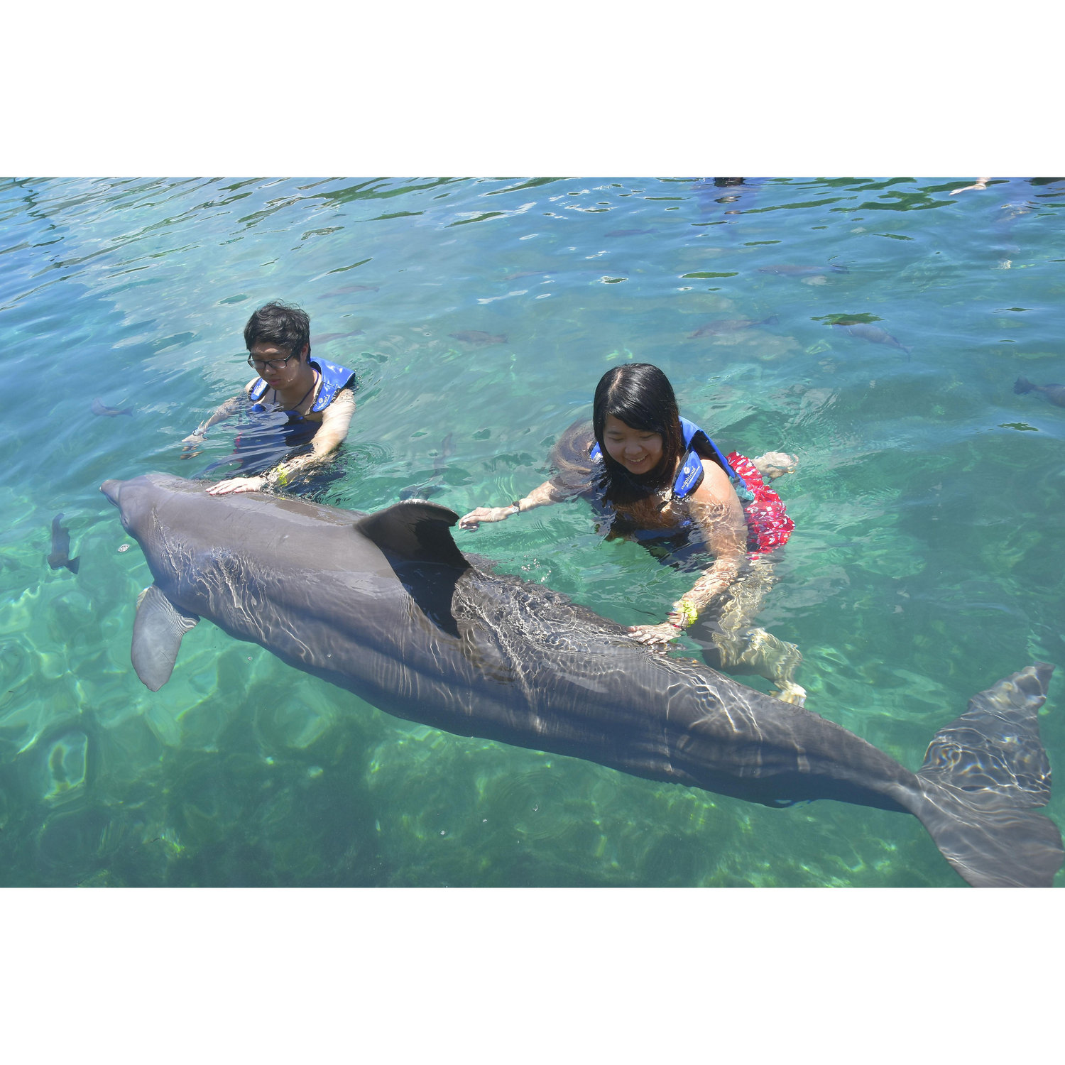 Finally swam with dolphins! WHAT A DREAM COME TRUE!! <3 (Cancun)
