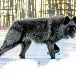 Yamnuska Wolfdog Sanctuary