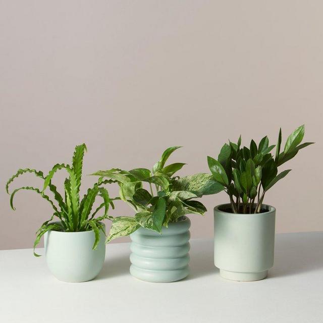 The Sill - Monthly Plant Subscription