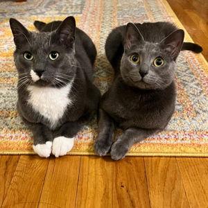 Rescue neglected animals through Brooklyn Animal Action