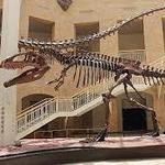 Fernbank Museum - WildWoods Exhibit