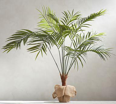 Potted Palm Tree