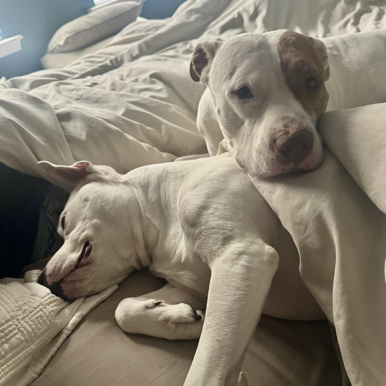 Our sweet babies 🫶🏼