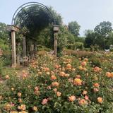 Bon Air Park Rose Garden