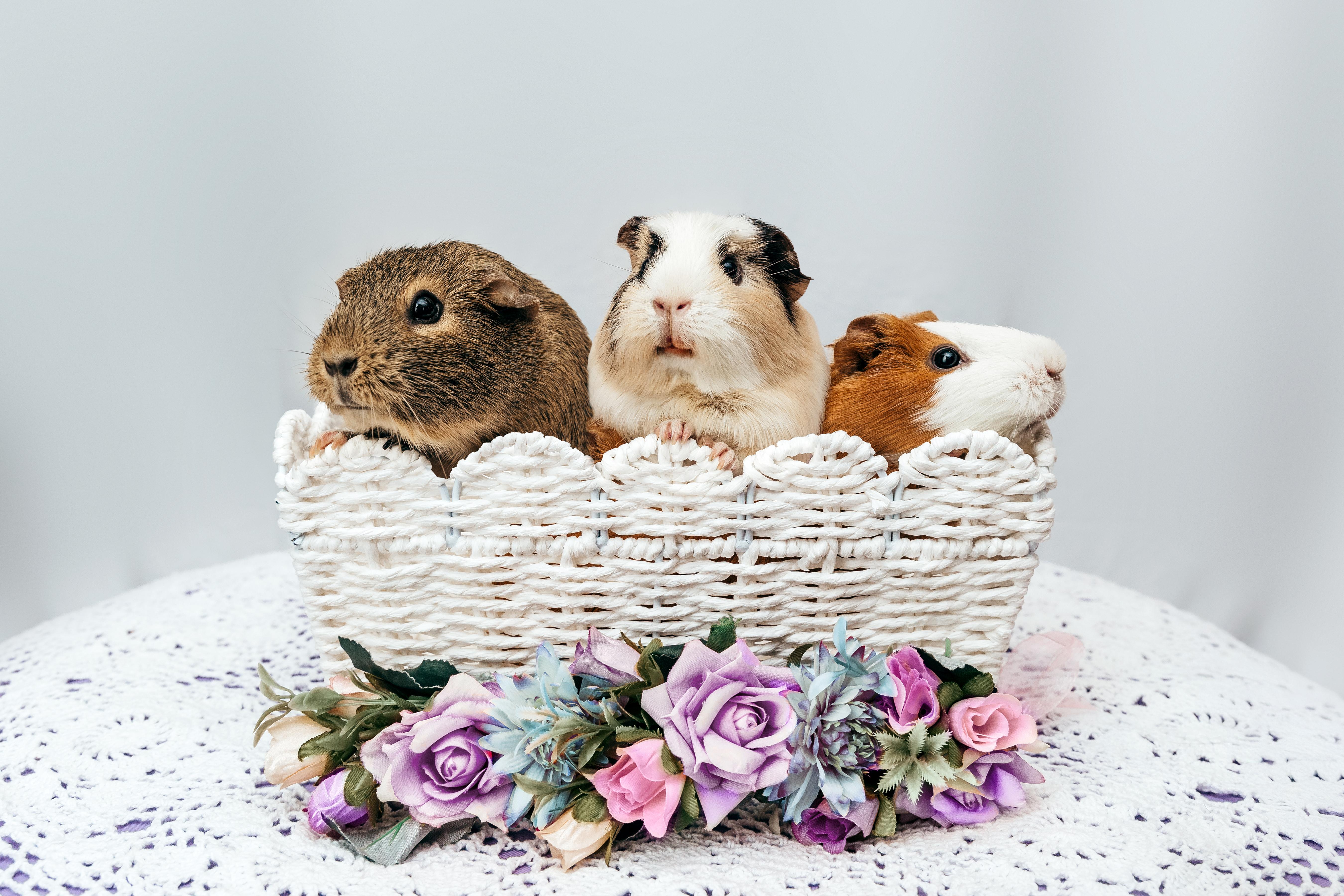 The Wedding Website of Valentina Marzulli and Jason Meurlin