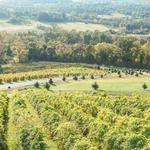 Bluemont Vineyard