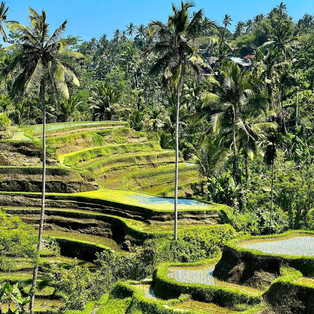 Day at Tegallalang Rice Terraces