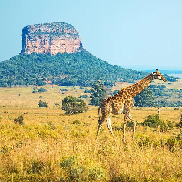 South Africa Honeymoon Fund