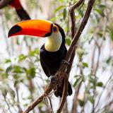 National Aviary