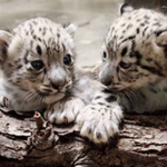 Cleveland Metroparks Zoo