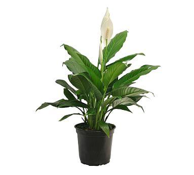 Peace Lily Plant & Clay Pot