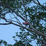Canopy Bosque Mar (Zipline)