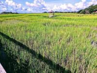 Shem Creek Park