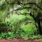 Jacksonville Arboretum & Botanical Gardens