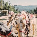 Breckenridge Stables