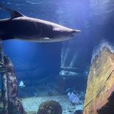 Long Island Aquarium