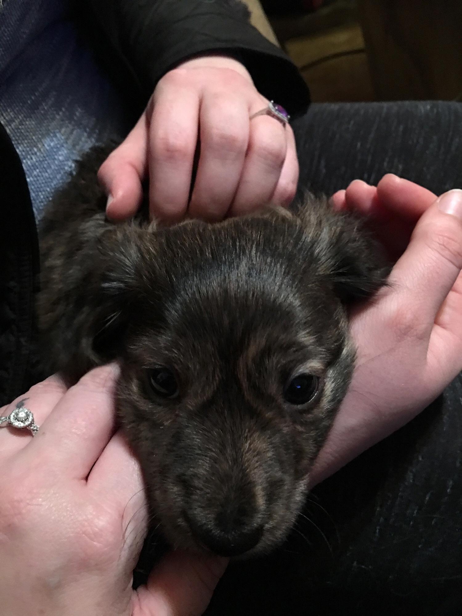 Our new baby, Nytro Cold Brew, the long haired miniature dachshund❣️🥰 March 2019