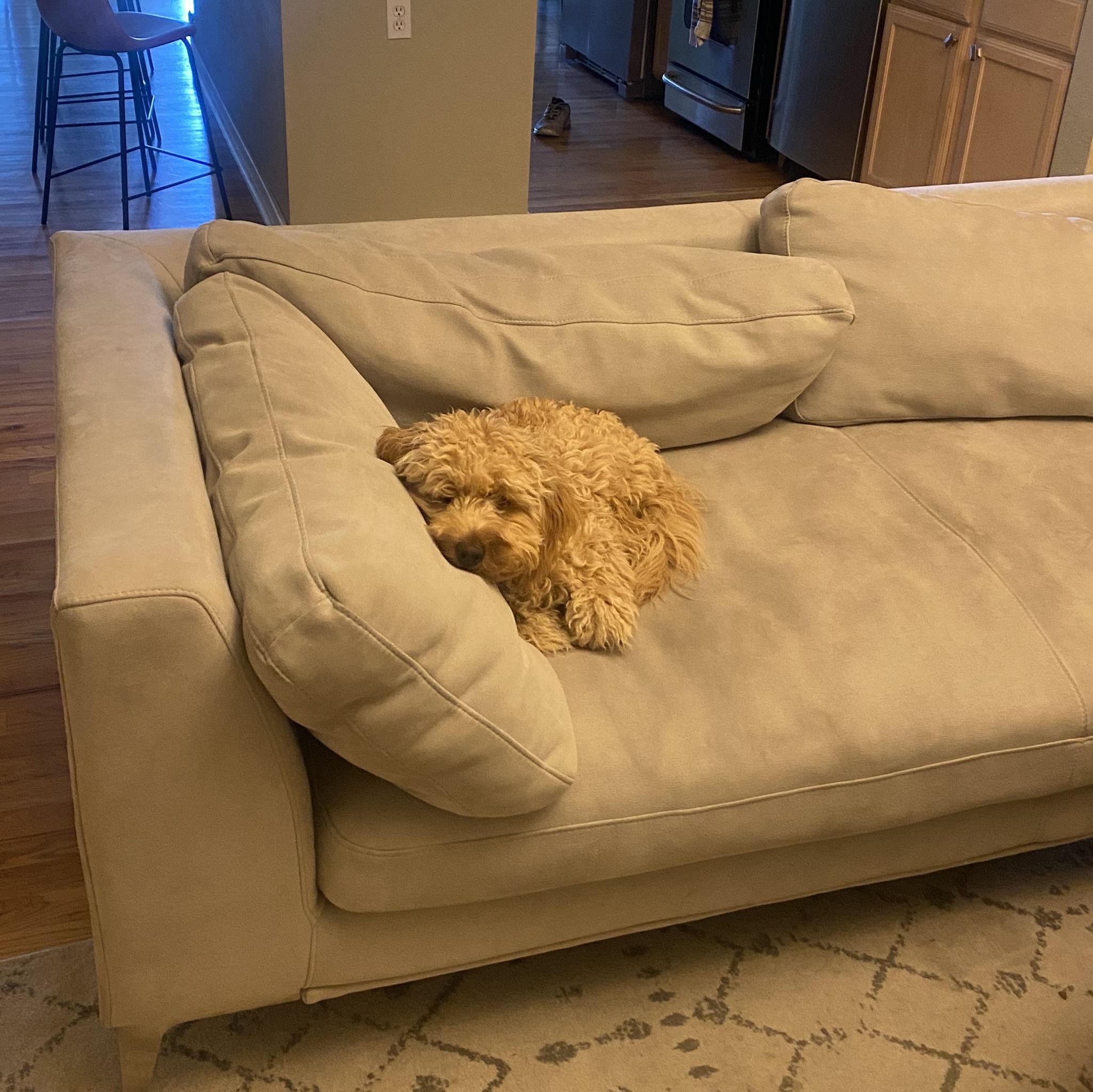 Had to include our little fur baby - Stanley! He is the star of the household, and we just live in his world