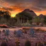 Desert Botanical Garden