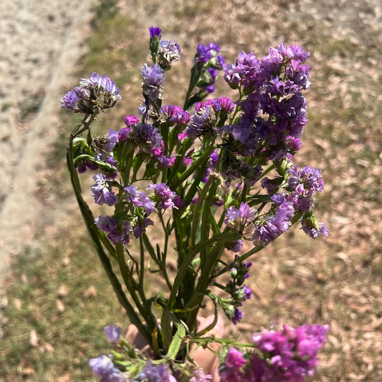 Beautiful wildflowers.
