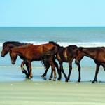 Wild Horse Adventure Tours