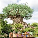 Disney's Animal Kingdom Theme Park