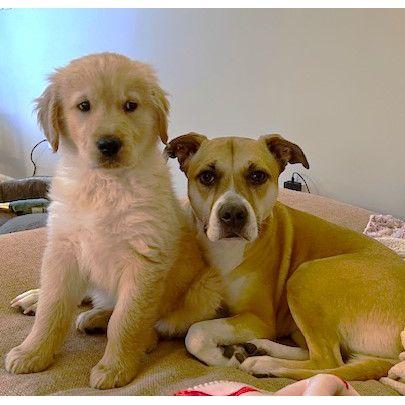 Our pups Bauer and Millie