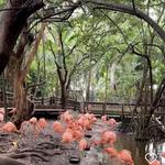 Jungle Island