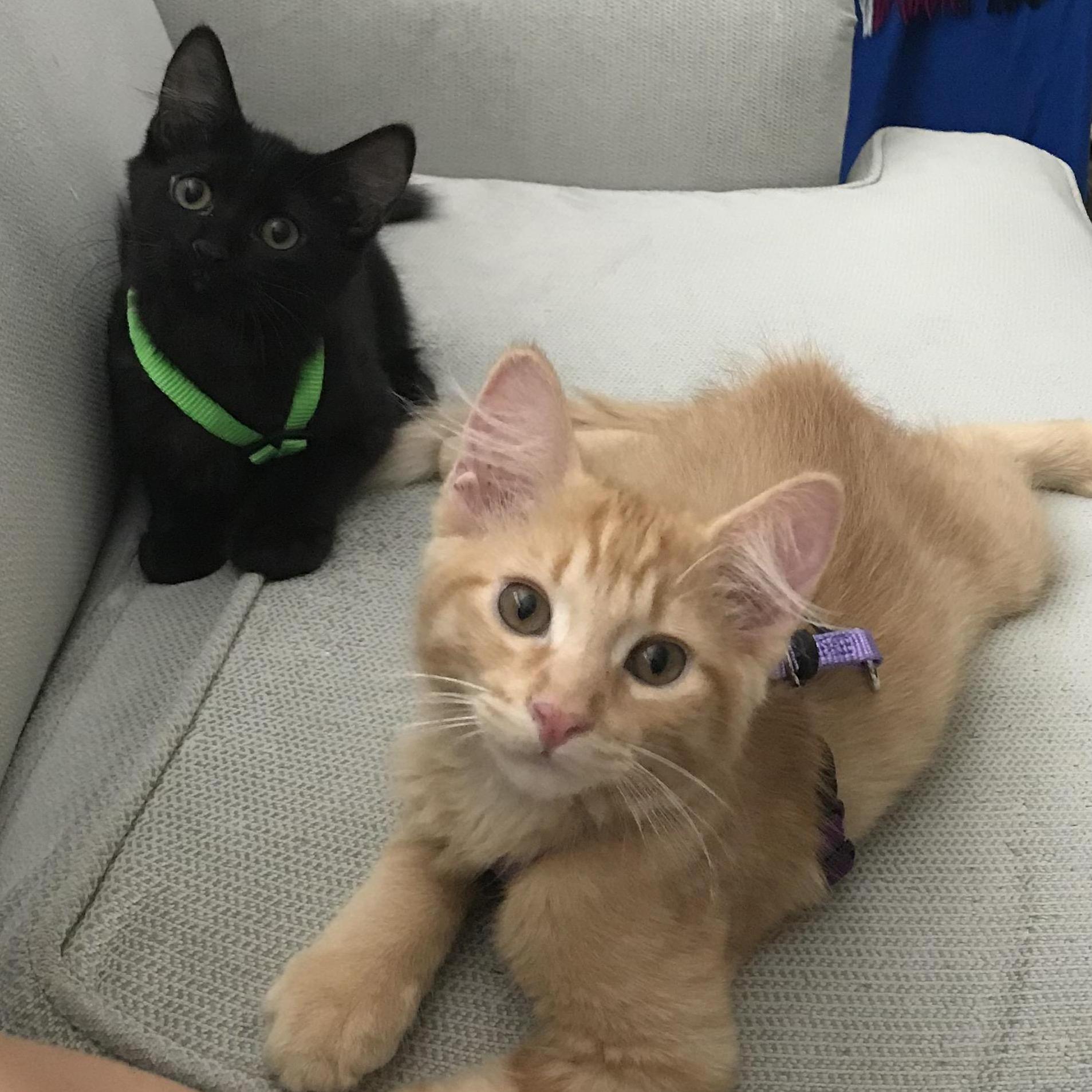 Harness training baby Avocado and Mango