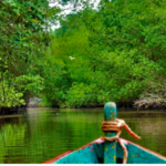 Mangrove Tour