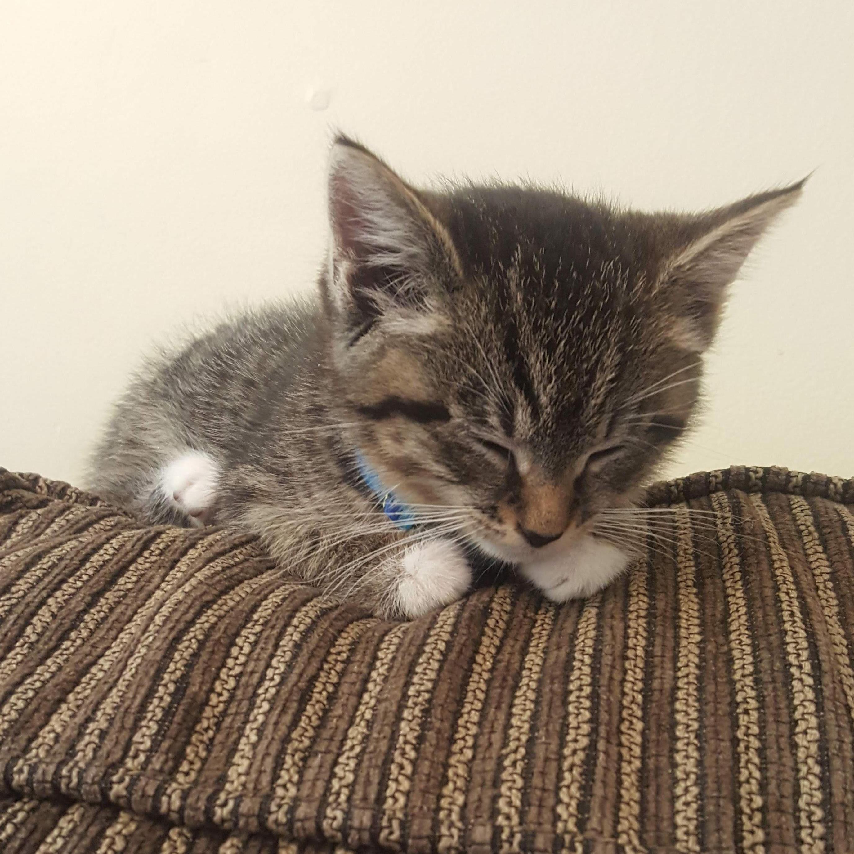 Spring 2019 Chowder joins the family.