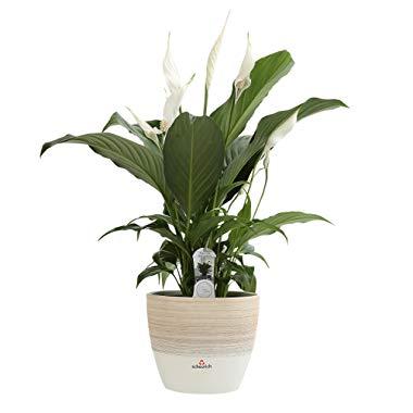 Costa Farms Spathiphyllum Peace Lily Live Indoor Plant in in Premium Scheurich Ceramic Planter, 15-Inch, as as Gift