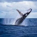 Whale Watching