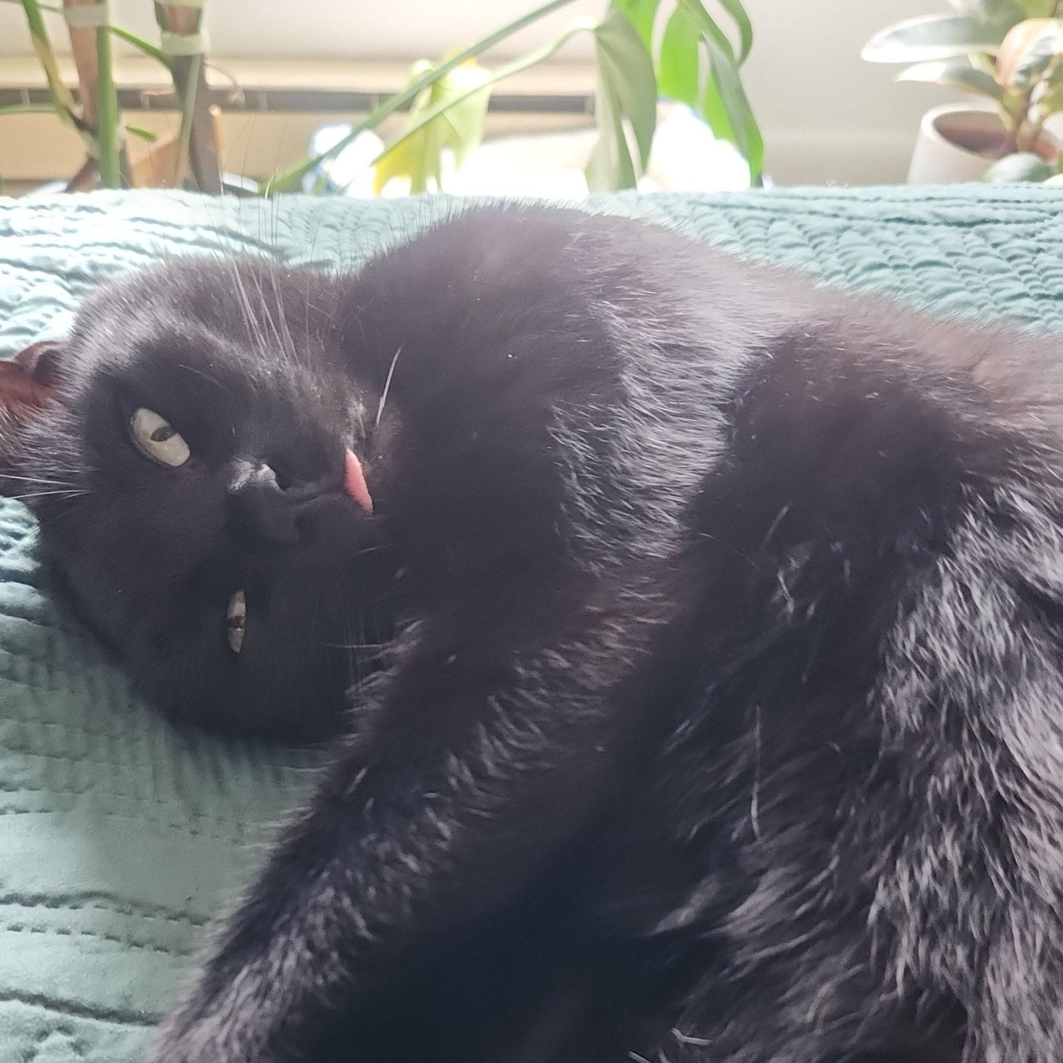 Milo sunbathing