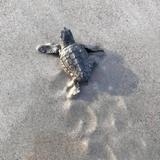 The Karen Beasley Sea Turtle Rescue and Rehabilitation Center