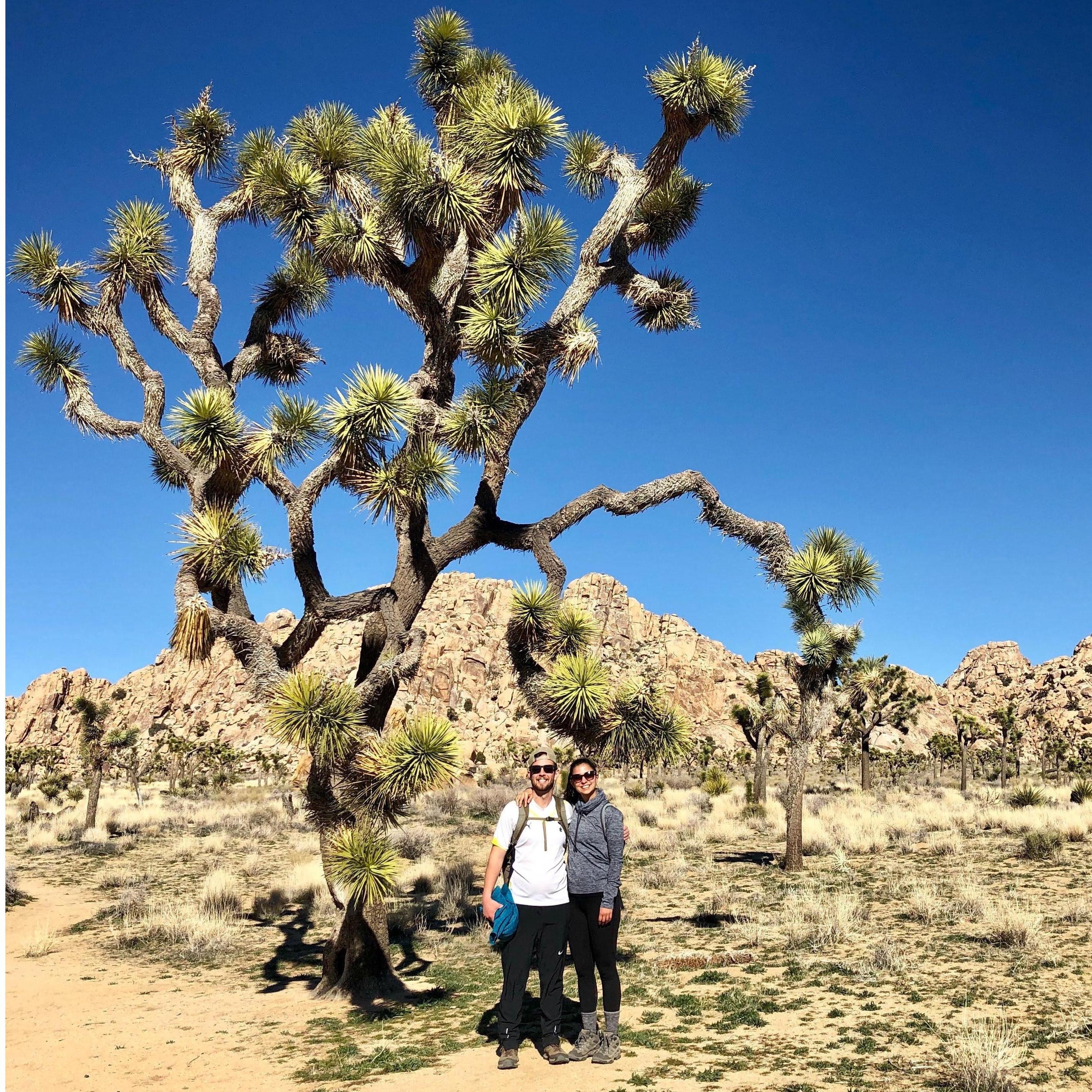 Joshua Tree, CA.