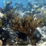 Snorkling off the coast of Ambergris Caye