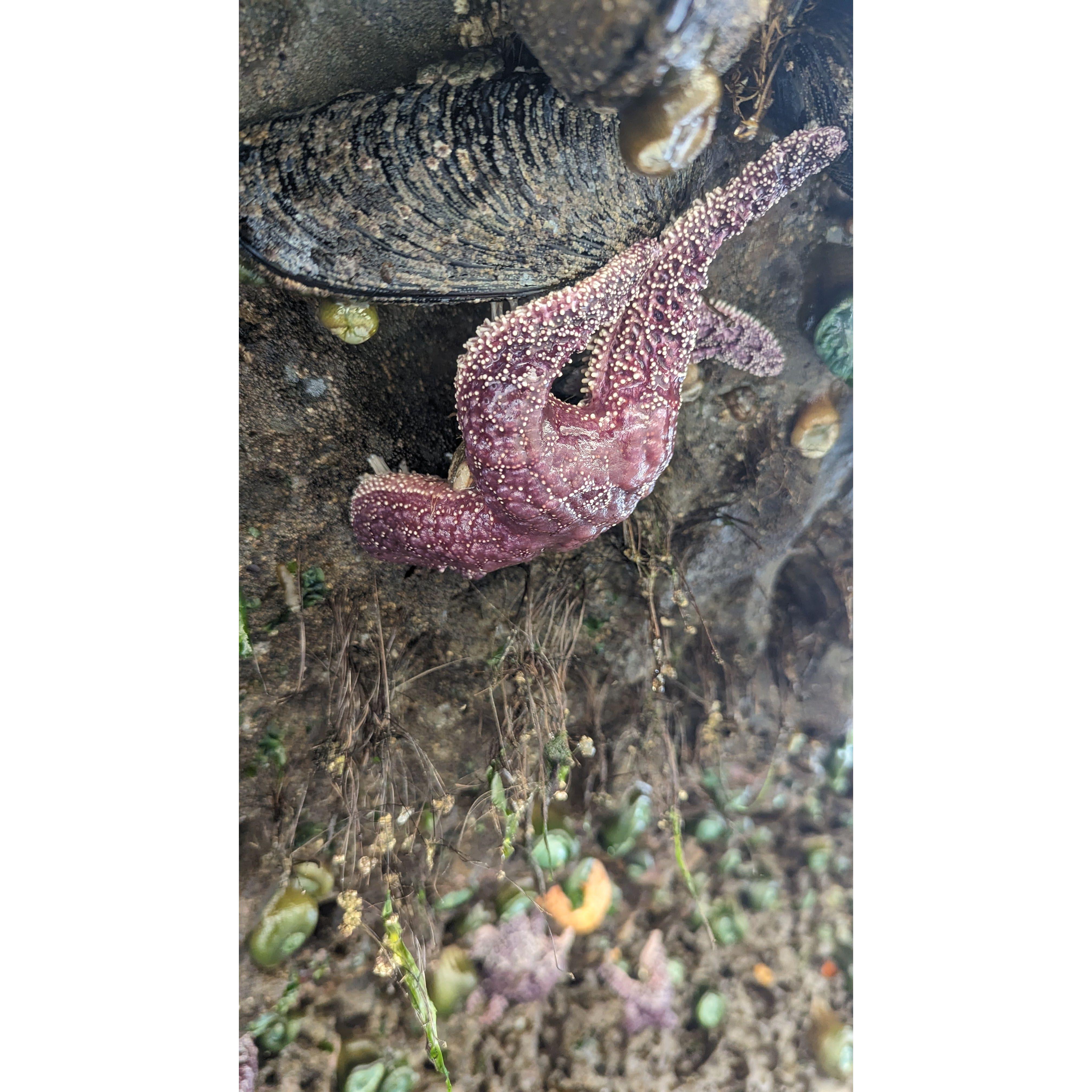Pacific Cite tide pools