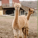 Buck Brook Alpacas