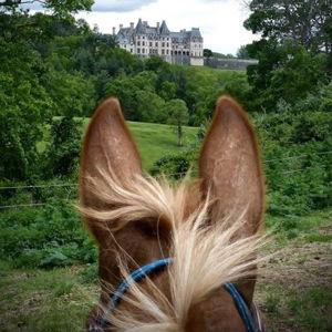 Group Gift - Horseback Riding at the Biltmore