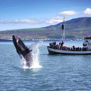Whale Watching Tour in Iceland!