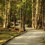 The Ridges Sanctuary Nature Center