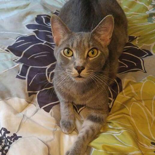 Merlin the Cat!